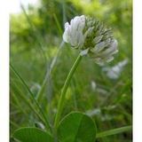 Üçgül Tohumu 1 Kg- Süs Yoncası ( Trifolium Repens )
