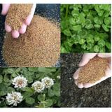 Üçgül Tohumu 500 GR Ak Üçgül Tohumu Aküçgül Tohumu Süs Yoncası