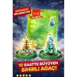 Ucr Home Renkli Dekoratif Süs Çam Ağacı 24 Saatte Büyümeye Başlayan Dekoratif Canlı Bitki Seti