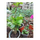 Uçuk Pembe Ortanca Çiçeği Fidanı 10-20 Cm