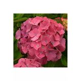 Uçuk Pembe Ortanca Fidanı Saksılı 10-20 Cm
