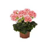 Uçuk Pembe Sardunya Çiçeği Fidanı 10-20 Cm