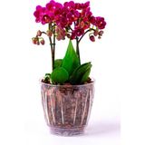 Ucuz Marketim Ucuzzavm - Orkide Saksısı - Şeffaf Saksı - 1,5 Lt