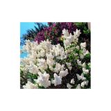 Ucuzluk Diyarı 1 Adet ( Beyaz ) Leylak Fidanı Kokulu 50 - 60 cm Tüplüdr