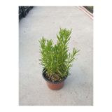 Ucuzluk Diyarı 1 Adet Rosmarin Officinalis Prostratus Yayılıcı Biberiye Fidanı Tüplü 30 40 cm Boy
