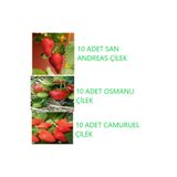 Ucuzluk Diyarı 10 Adet San Andreas + 10 Adet Camuruel + 10 Adet Osmanlı Çilek Fidesi Açık Kök Ve Frigo