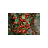 Ucuzluk Diyarı 2 Adet Goji Berry ( Kurt Üzümü ) Fidanı