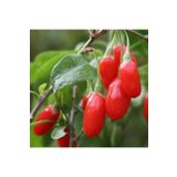 Ucuzluk Diyarı 4 Adet Goji Berry ( Kurt Üzümü ) Fidanı