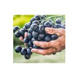 Ucuzluk Diyarı Kalecik Karası Üzüm Fidanı Fidanı Şaraplık 2 Yaş