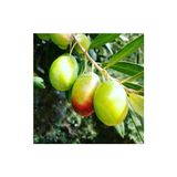 Ucuzluk Diyarı Memecik Zeytin Fidanı Tüplüdür 50 60 cm Boy 1,5 Yaş