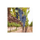 Ucuzluk Diyarı Merlot ( Şaraplık ) Üzüm Fidanı Tüplüdür 2 Yaş - Ağaç Fidanı
