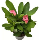 Ucuzluk Diyarı Milli Euphorbia Dikenler Tacı Pembe
