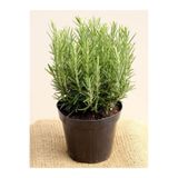 Ucuzluk Diyarı Rosmarin Officinalis Prostratus Yayılıcı Biberiye Fidanı Tüplü 30 40 cm Boy