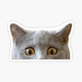 Ufak Bebek Kedi Araba Oto Sticker Etiket Renkli C3