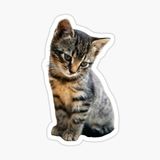 Ufak Bebek Kedi Araba Oto Sticker Etiket Renkli E6