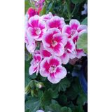 Ultra Pembe Beyaz Sardunya Çiçeği Fidesi 10-20 cm