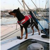 UltraMint Yumuşak ve Şık Köpek Can Yeleği, 20-40KG, L Kırmızı - Açık Gri - Seçenek 1