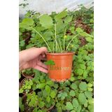 ULUDAĞ HERBAL Kırlangıç - Saksıda Kırlangıç Otu-temre Otu-göz Otu