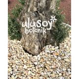 Ulusoy Botanik Sarı Çizgili Dolomit Taş / Gökkuşağı Dekoratif Dolomit Taşı / Saksı, Teraryum, Akvaryum Süsleme Taşları / 1-2 cm / 20 kg