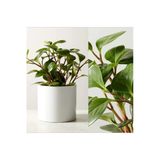 Umut Bitkisi Peperomia Obtusifolia