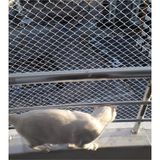 ÜN.K Ünallar Tarım Kedi Filesi 2,50 x 18 Metre Kedi Koruma Filesi Kuş Filesi Balkon Filesi 1 mm Kedi Güvenlik Filesi