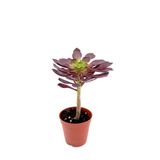 ünal kaktüs Aeonium Arboreum Var. Atropurpureum (sukulent)