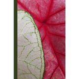 Unique Bright Caladium Flower Matte Hardcover lined 200 Page 5.5" x 8.5” Floral Botanical Journal Diary Notebook