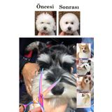 Uniquem Rainbow Kavisli Köpek Kedi Evcil Hayvan Petshop Makası Saç Şekil Verme Makası XLQ510