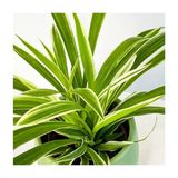 Üretim Saksılı Kurdele Çiçeği Chlorophytum Comosum Variegatum