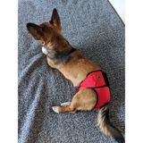 Utd Pet Kırmızı Pedli Yıkanabilir Dişi Köpek Çiş ve Regl Külodu