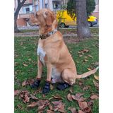 Utd Pet Pawty-C Cırtlı Yumuşak Köpek Ayakkabısı - Siyah - XL
