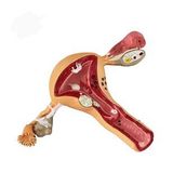 Uterus Pelvik Taban Maketi Model 41
