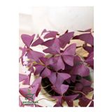 Uyku Çiçeği Süs Yoncası Oxalis triangularis 1 ADET 20-30Cm