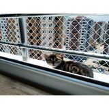 Uzman 2x5 Metre 4 cm Aralıklı Kedi Koruma Güvenlik Filesi