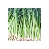Uzun Bacaklı Pırasa Tohumu-10 Gram FLORA-H4