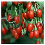 V15 Adet Tohum Goji Berry Tohumu Kurt Üzümü Tohumu Goji Berry Saksı Toprak Sürpriz Heidyeli