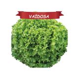 Vaidosa KıvırcıkKışlık Marul Tohumu Topraksız Tarım