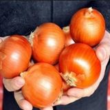 Valanciana Soğan Tohumu 500+ Tohum N11.7910
