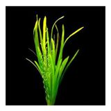 Vallisneria Spiralis Saksı Canlı Bitki