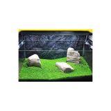variegataseeds 10000++ Adet Su Yoncası - Canlı Su Bitkisi Tohumu- Süs Bitkisi Tohumu- Taban Bitkisi