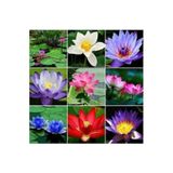 variegataseeds 3 Farklı Lotus Çiçeği Tohum Nilüfer Çiçeği Tohumu Lotus Tohumu