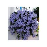 variegataseeds Campanula Mavi Çan Çiçeği Tohumu 10 Adet