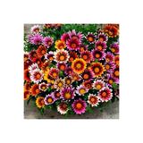 variegataseeds Gazania Çiçeği Tohumu Karışık Renkli 5 Adet