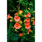 Vasada Acem Borusu Fidanı Bignonia Grandiflora (Campsis Grandiflora) Saksılı 4 Yaş Üstü 100-120 cm
