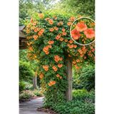 Vasada Acem Borusu Fidanı Bignonia Grandiflora (Campsis Grandiflora) Tüplü 40-50 cm
