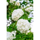 Vasada Beyaz Çiçekli Kartopu Fidanı Akçaağaç Yapraklı Kartopu Çalısı Viburnum Opulus Tüplü 30-40 cm
