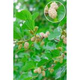 Vasada Beyaz Dut Fidanı Morus Alba Tüplü 100-120 cm
