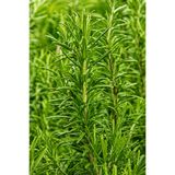 Vasada Biberiye Fidesi Rosmarinus Officinalis Tüplü 20-40 cm