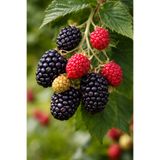 Vasada Chester Böğürtlen Fidanı Dikensiz Rubus fruticosus Chester Tüplü 30-40 cm