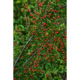 Vasada Dağmuşmulası Fidanı Cotoneaster Dammeri Tüplü 30-40 cm